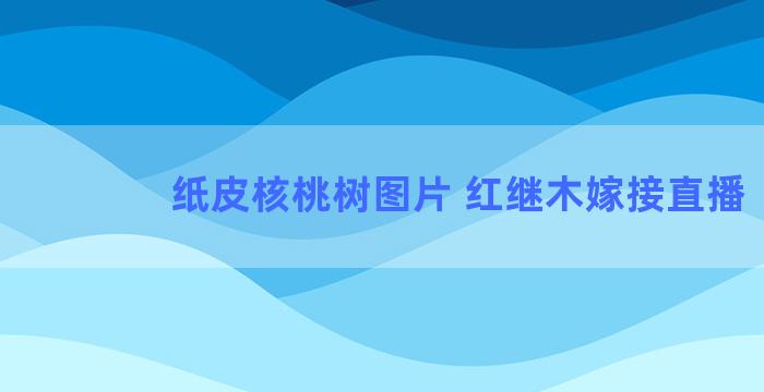 纸皮核桃树图片 红继木嫁接直播